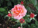 Jour de fête rose photo