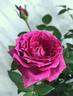 Overnight Scentsation ™ rose photo