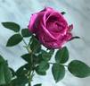 Overnight Scentsation ™ rose photo