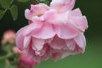 Marguerite Desrayaux rose photo