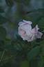 Marguerite Desrayaux rose photo