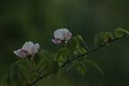 R. chinensis spontanea rose photo