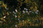 R. chinensis spontanea rose photo