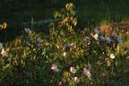 R. chinensis spontanea rose photo