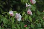 R. chinensis spontanea rose photo