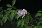 R. chinensis spontanea rose photo