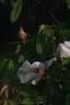 R. chinensis spontanea rose photo