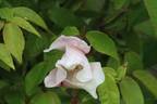 R. chinensis spontanea rose photo