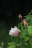 R. chinensis spontanea rose photo