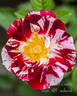 Roller Coaster rose photo