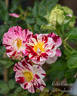 Roller Coaster rose photo
