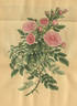 <i>Rosa eglanteria multiplex</i> Andr. rose photo