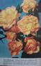 Alison Wheatcroft rose photo
