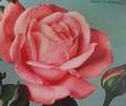 Grace de Mónaco rose photo