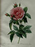 Grandeur Royale rose photo