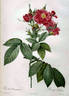 Rosier l'héritier rose photo