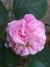 Allegro rose photo