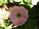 Bantry Bay ® rose photo