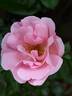 Bantry Bay ® rose photo