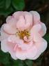 Bantry Bay ® rose photo