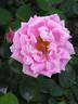 Caroline Testout, Cl. rose photo