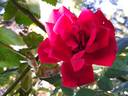 Chrysler Imperial, Cl. rose photo