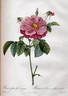 <i>Rosa gallica flore marmoreo</i> rose photo