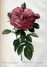 R. gallica flore giganteo rose photo