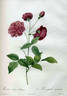 <i>Rosa indica dichotoma</i> rose photo