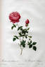 Automnalis rose photo