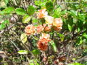 Orange King rose photo