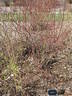 Conestoga rose photo