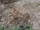 Corylus rose photo