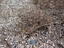Mossman rose photo