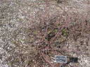 Mrs. John McNabb rose photo