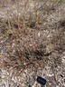 Old Red Moss rose photo