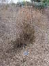 Prairie Wren rose photo