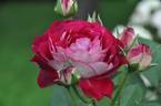 Belle de Segosa® rose photo