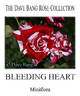 Bleeding Heart rose photo