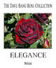 Elegance rose photo