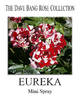 Eureka rose photo