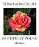 Faithfully Yours rose photo