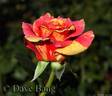 Faithfully Yours rose photo