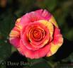 Faithfully Yours rose photo