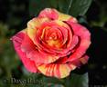 Faithfully Yours rose photo