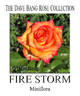Fire Storm rose photo