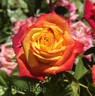 Eyes Of Fire rose photo