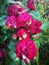 Katie's Rose rose photo