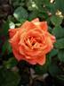 Vesper rose photo