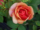 Pilar Landecho rose photo